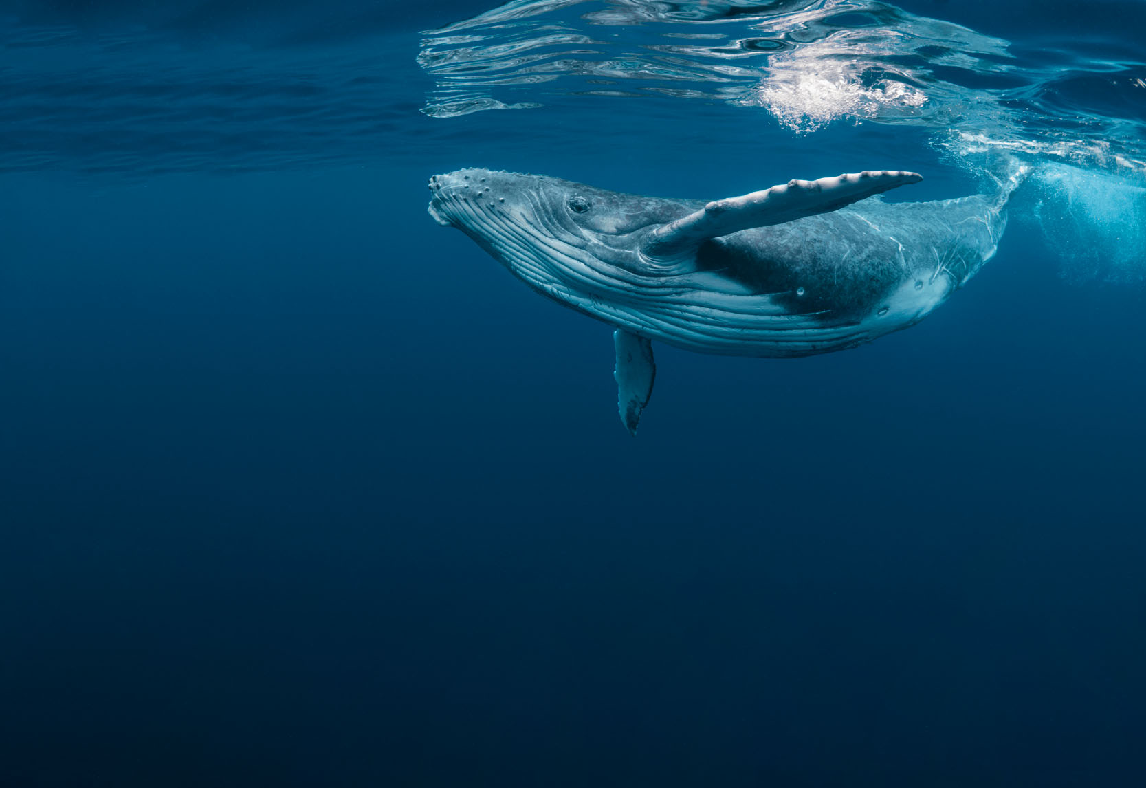 Día Mundial de las Ballenas